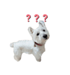 白犬ウエスティのスタンプです②（個別スタンプ：10）