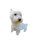 白犬ウエスティのスタンプです②（個別スタンプ：11）