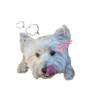 白犬ウエスティのスタンプです②（個別スタンプ：12）