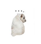 白犬ウエスティのスタンプです②（個別スタンプ：13）