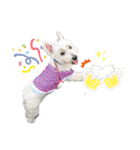 白犬ウエスティのスタンプです②（個別スタンプ：15）