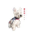 白犬ウエスティのスタンプです②（個別スタンプ：16）