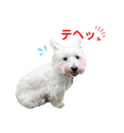 白犬ウエスティのスタンプです②（個別スタンプ：17）