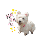 白犬ウエスティのスタンプです②（個別スタンプ：18）