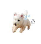 白犬ウエスティのスタンプです②（個別スタンプ：19）