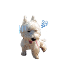 白犬ウエスティのスタンプです②（個別スタンプ：20）
