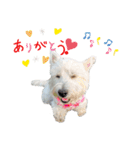 白犬ウエスティのスタンプです②（個別スタンプ：21）
