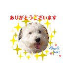 白犬ウエスティのスタンプです②（個別スタンプ：22）