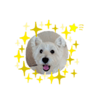 白犬ウエスティのスタンプです②（個別スタンプ：23）