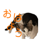 なつめ＆はつね（個別スタンプ：1）