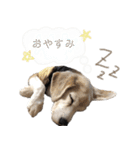 ビーグルゆるふわスタンプ（個別スタンプ：9）