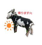 トカラやぎ（個別スタンプ：6）