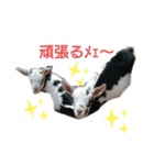 トカラやぎ（個別スタンプ：8）