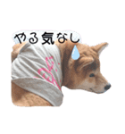 りょうの成長日記（個別スタンプ：7）