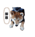 りょうの成長日記（個別スタンプ：11）