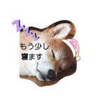 りょうの成長日記（個別スタンプ：16）