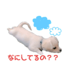ぷんたスタンプ（個別スタンプ：2）