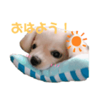 ぷんたスタンプ（個別スタンプ：4）