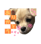 ぷんたスタンプ（個別スタンプ：5）