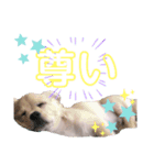 ぷんたスタンプ（個別スタンプ：6）