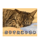 ねこ女将 まいちゃん 日常編（個別スタンプ：1）