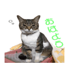 ねこ女将 まいちゃん 日常編（個別スタンプ：2）
