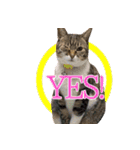 ねこ女将 まいちゃん 日常編（個別スタンプ：4）