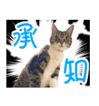 ねこ女将 まいちゃん 日常編（個別スタンプ：5）