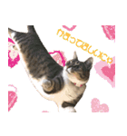 ねこ女将 まいちゃん 日常編（個別スタンプ：6）