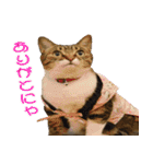 ねこ女将 まいちゃん 日常編（個別スタンプ：8）