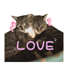 ねこ女将 まいちゃん 日常編（個別スタンプ：9）