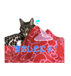 ねこ女将 まいちゃん 日常編（個別スタンプ：12）