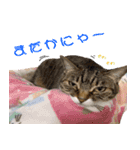 ねこ女将 まいちゃん 日常編（個別スタンプ：14）