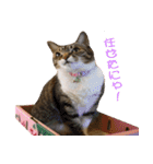 ねこ女将 まいちゃん 日常編（個別スタンプ：15）