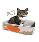 ねこ女将 まいちゃん 日常編（個別スタンプ：16）