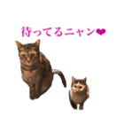 トラジとひばりの写真スタンプ（個別スタンプ：3）