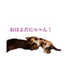トラジとひばりの写真スタンプ（個別スタンプ：8）