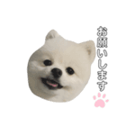 マヨ様だよ（個別スタンプ：1）