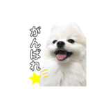 マヨ様だよ（個別スタンプ：4）