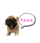パグのむぎ（個別スタンプ：1）