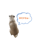 パグのむぎ（個別スタンプ：5）