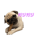 パグのむぎ（個別スタンプ：7）