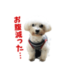ズーとQ太のスタンプ（個別スタンプ：13）