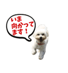 ズーとQ太のスタンプ（個別スタンプ：17）