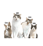 ねこときどきとかげ。（個別スタンプ：1）