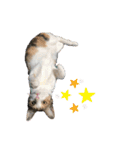 ねこときどきとかげ。（個別スタンプ：2）