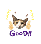 ねこときどきとかげ。（個別スタンプ：3）