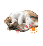 ねこときどきとかげ。（個別スタンプ：4）
