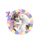 ねこときどきとかげ。（個別スタンプ：5）
