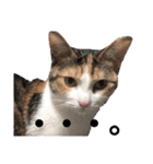 ねこときどきとかげ。（個別スタンプ：6）